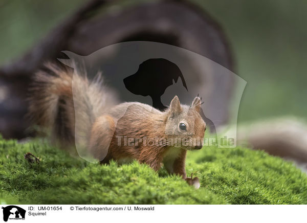 Squirrel / UM-01654