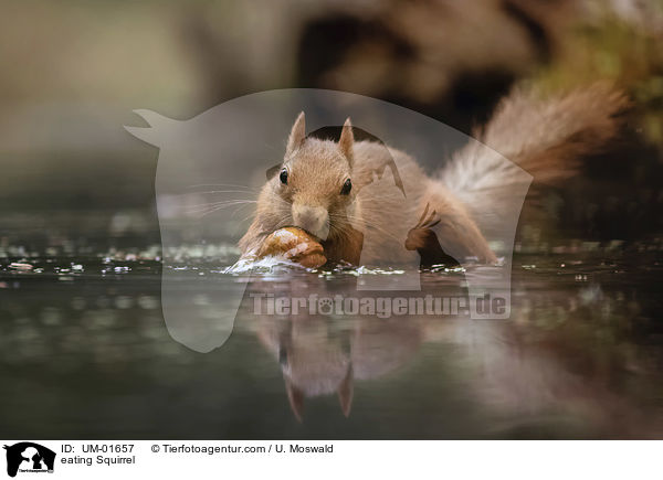 eating Squirrel / UM-01657