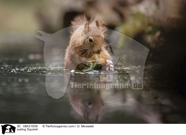 eating Squirrel / UM-01658