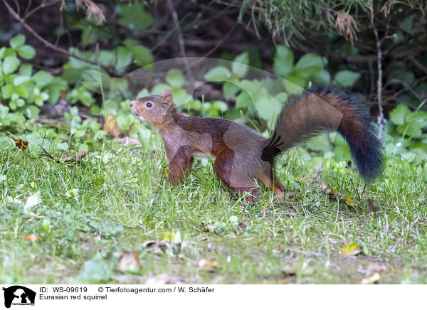 Europisches Eichhrnchen / Eurasian red squirrel / WS-09619