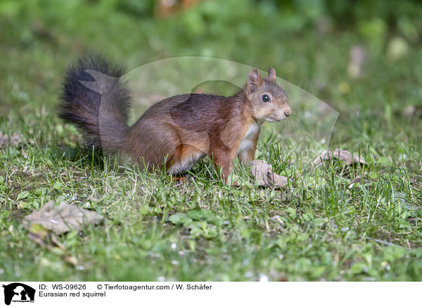 Europisches Eichhrnchen / Eurasian red squirrel / WS-09626