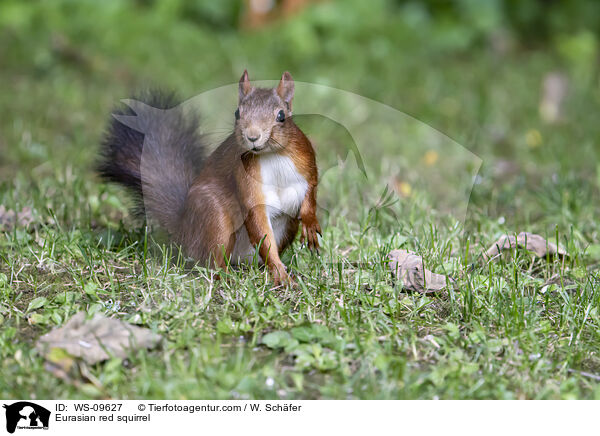 Europisches Eichhrnchen / Eurasian red squirrel / WS-09627