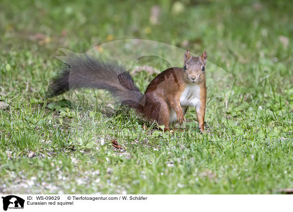 Europisches Eichhrnchen / Eurasian red squirrel / WS-09629