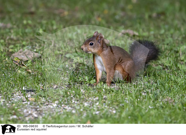 Europisches Eichhrnchen / Eurasian red squirrel / WS-09630