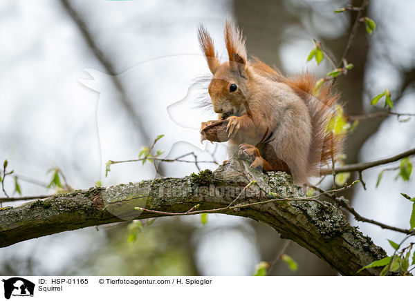 Eichhrnchen / Squirrel / HSP-01165