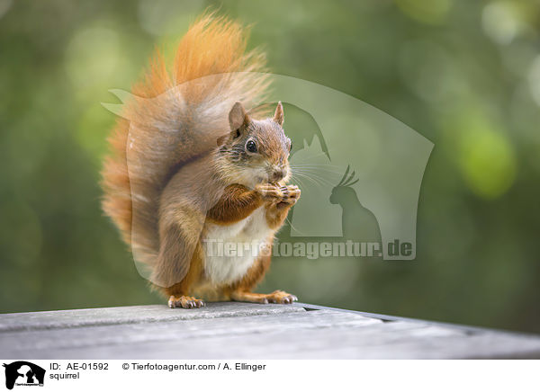 Eichhrnchen / squirrel / AE-01592