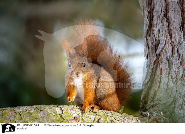 Eichhrnchen / squirrel / HSP-01524