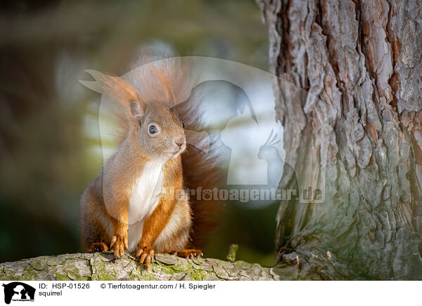 squirrel / HSP-01526