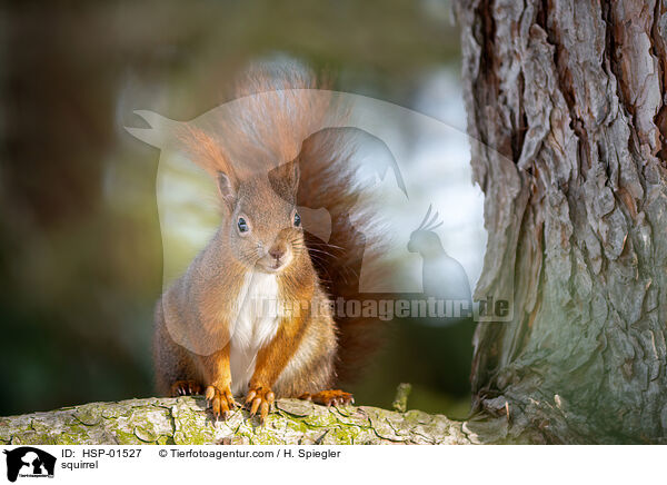 squirrel / HSP-01527