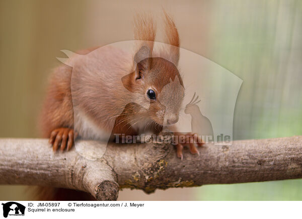 Squirrel in enclosure / JM-05897