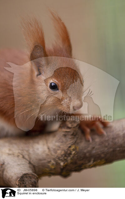 Eichhrnchen in Gehege / Squirrel in enclosure / JM-05898