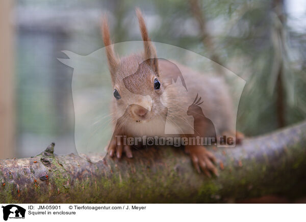 Eichhrnchen in Gehege / Squirrel in enclosure / JM-05901