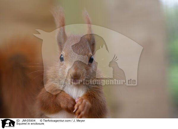 Eichhrnchen in Gehege / Squirrel in enclosure / JM-05904