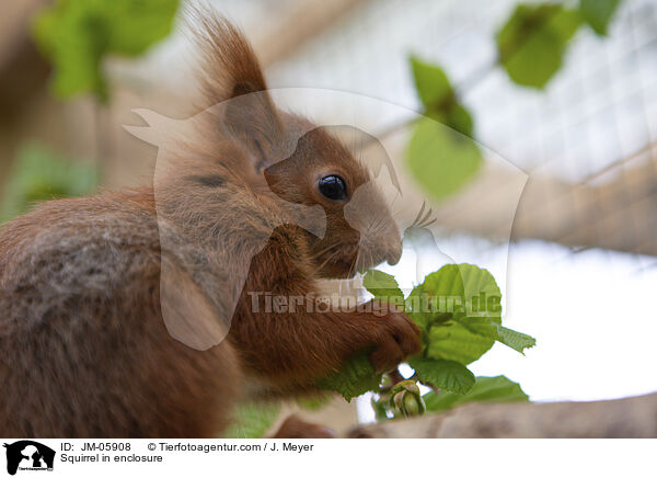 Eichhrnchen in Gehege / Squirrel in enclosure / JM-05908