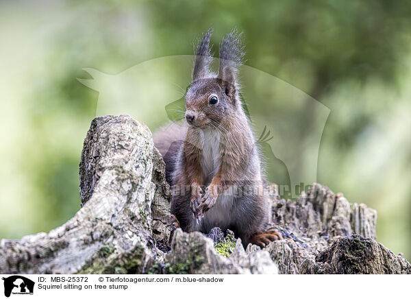 Eichhrnchen sitzt auf Baumstumpf / Squirrel sitting on tree stump / MBS-25372