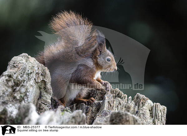 Squirrel sitting on tree stump / MBS-25377