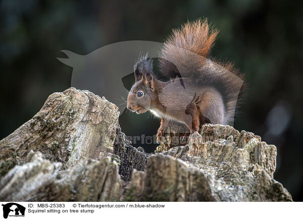 Eichhrnchen sitzt auf Baumstumpf / Squirrel sitting on tree stump / MBS-25383