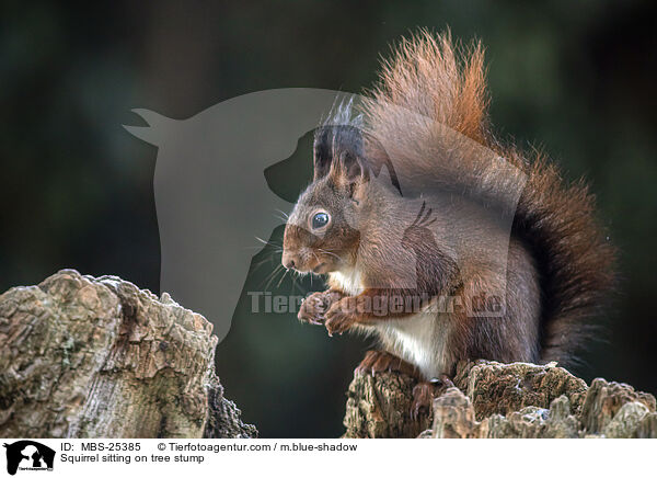 Eichhrnchen sitzt auf Baumstumpf / Squirrel sitting on tree stump / MBS-25385