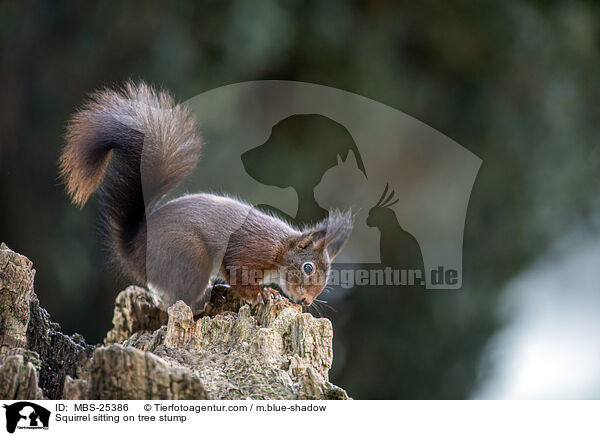 Eichhrnchen sitzt auf Baumstumpf / Squirrel sitting on tree stump / MBS-25386