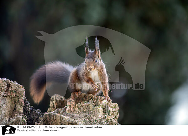 Eichhrnchen sitzt auf Baumstumpf / Squirrel sitting on tree stump / MBS-25387