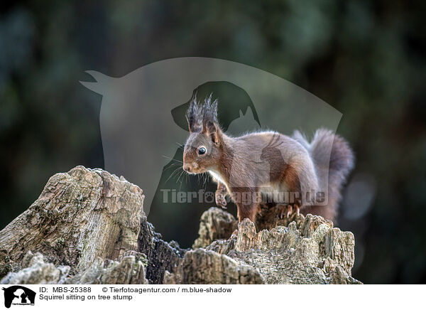 Eichhrnchen sitzt auf Baumstumpf / Squirrel sitting on tree stump / MBS-25388