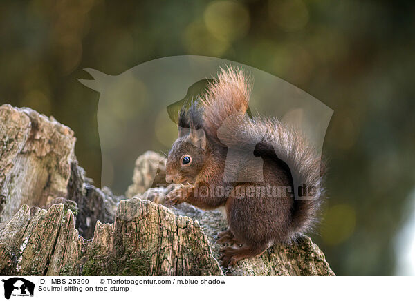 Eichhrnchen sitzt auf Baumstumpf / Squirrel sitting on tree stump / MBS-25390