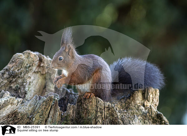 Eichhrnchen sitzt auf Baumstumpf / Squirrel sitting on tree stump / MBS-25391