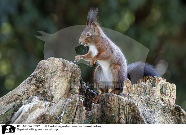 Eichhrnchen sitzt auf Baumstumpf / Squirrel sitting on tree stump / MBS-25392