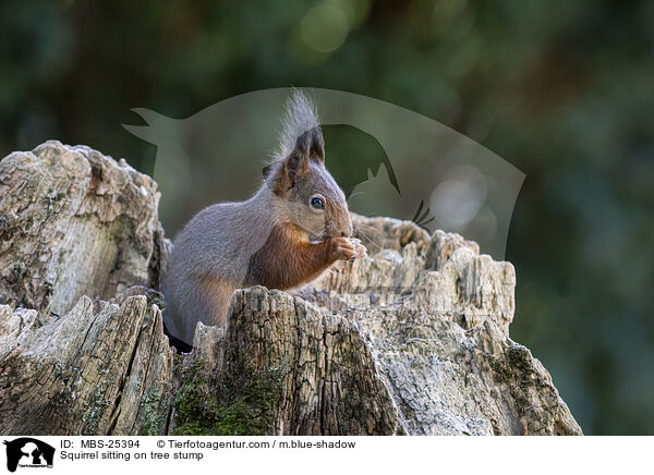 Eichhrnchen sitzt auf Baumstumpf / Squirrel sitting on tree stump / MBS-25394