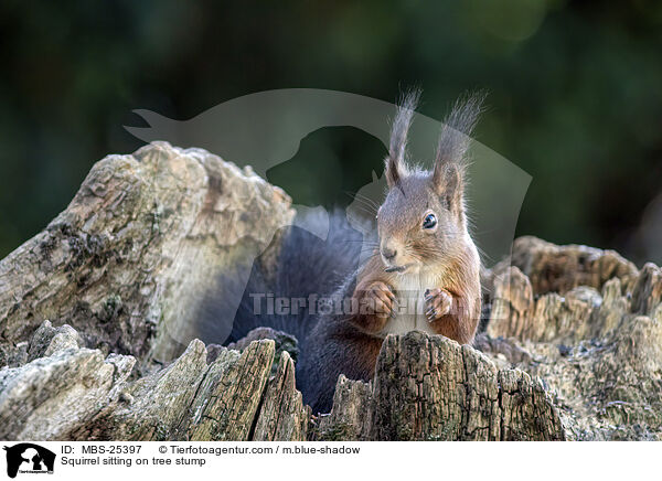 Eichhrnchen sitzt auf Baumstumpf / Squirrel sitting on tree stump / MBS-25397