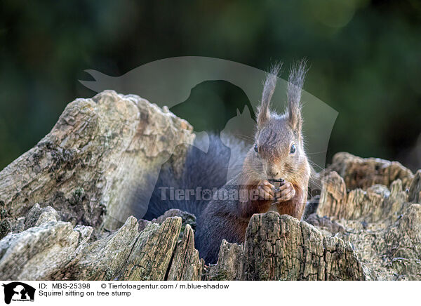 Eichhrnchen sitzt auf Baumstumpf / Squirrel sitting on tree stump / MBS-25398