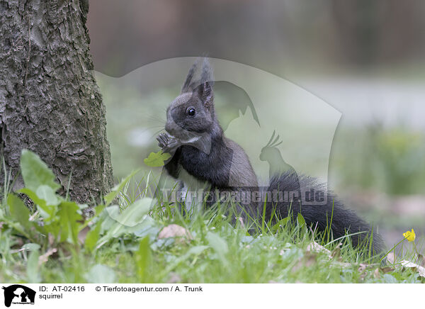 Eichhrnchen / squirrel / AT-02416