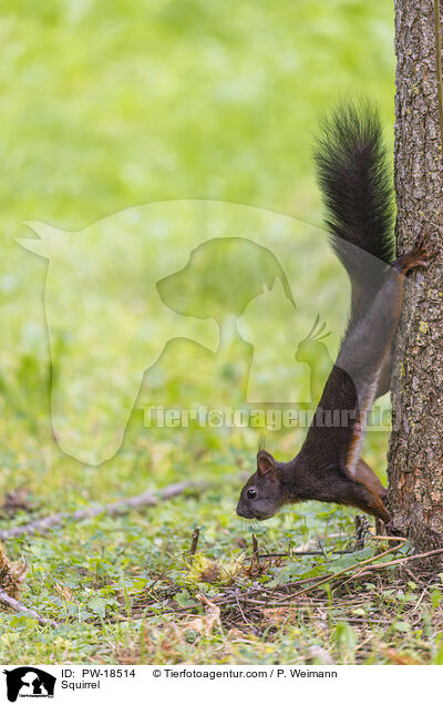 Squirrel / PW-18514