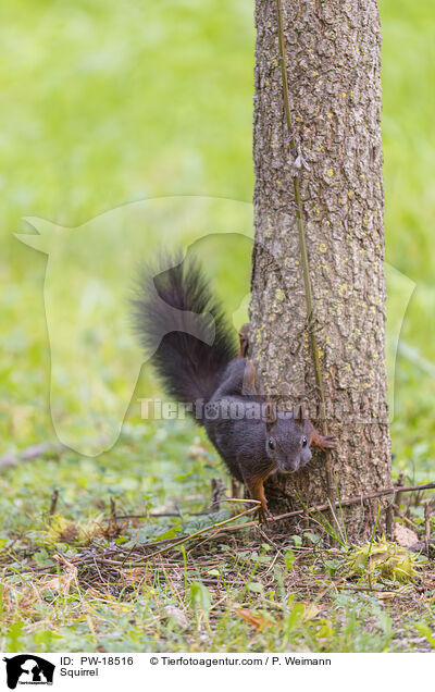 Squirrel / PW-18516