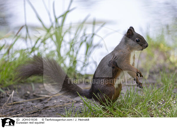 Europisches Eichhrnchen / Eurasian red squirrel / JOH-01636