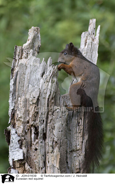 Europisches Eichhrnchen / Eurasian red squirrel / JOH-01639