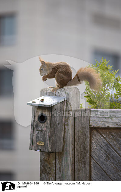 squirrel / MAH-04396