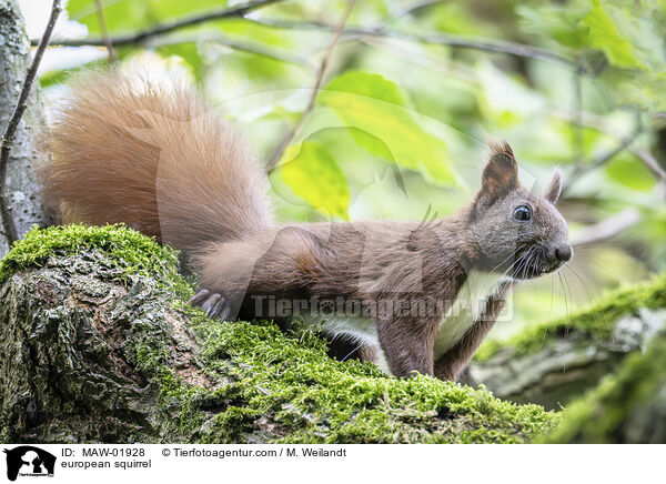 Eichhrnchen / european squirrel / MAW-01928