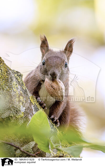 Eichhrnchen / european squirrel / MAW-01929