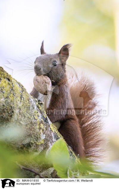 Eichhrnchen / european squirrel / MAW-01930