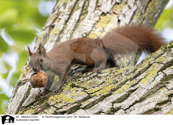 Eichhrnchen / european squirrel / MAW-01932