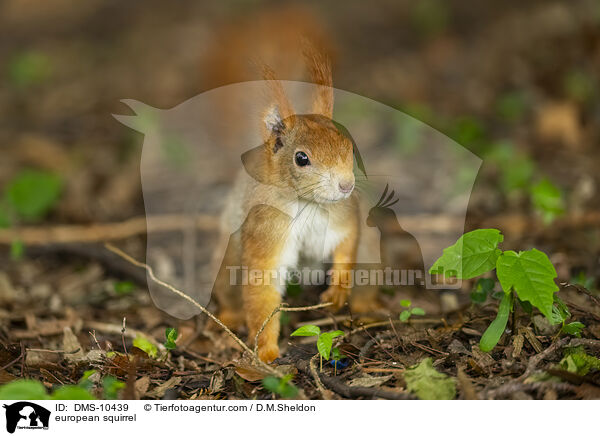 Eichhrnchen / european squirrel / DMS-10439