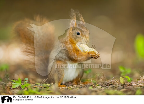 Eichhrnchen / european squirrel / DMS-10451