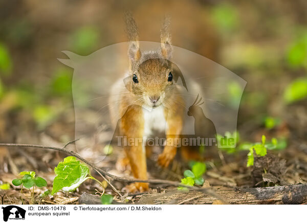 Eichhrnchen / european squirrel / DMS-10478