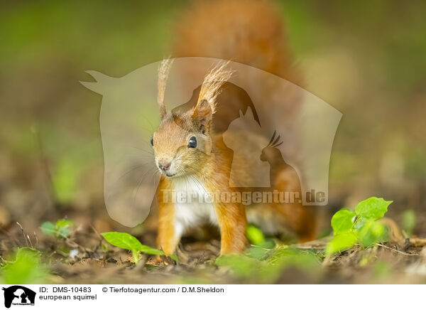 Eichhrnchen / european squirrel / DMS-10483