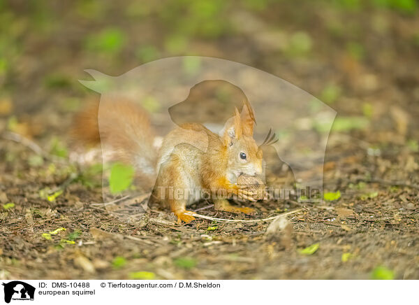 Eichhrnchen / european squirrel / DMS-10488