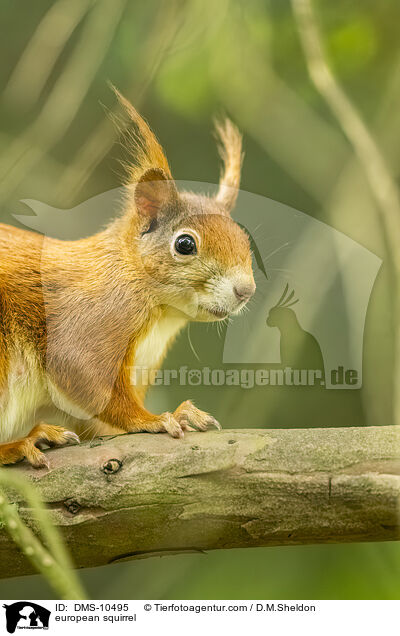 Eichhrnchen / european squirrel / DMS-10495