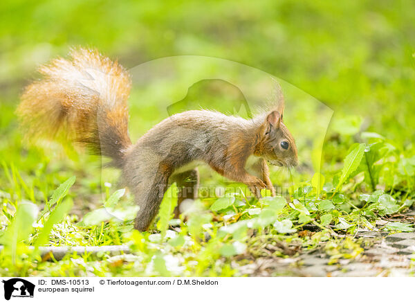 Eichhrnchen / european squirrel / DMS-10513