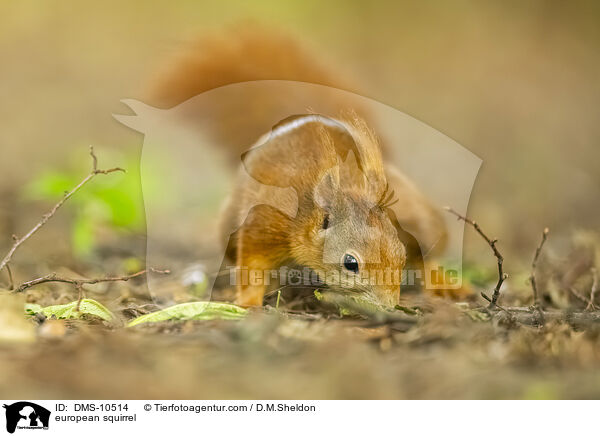 Eichhrnchen / european squirrel / DMS-10514