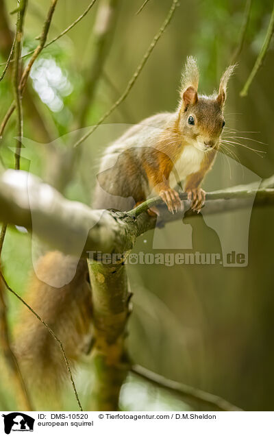 Eichhrnchen / european squirrel / DMS-10520